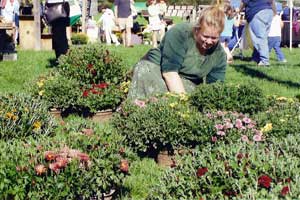Allison selling mums