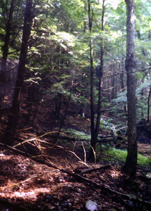 Woods