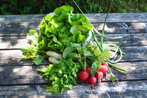 CSA First Week