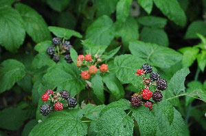 Black Raspberries