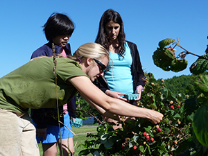 Berry picking