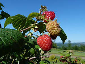 Raspberries