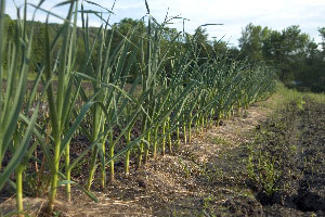 Garlic row