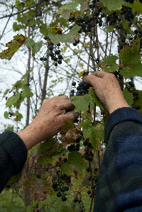 Picking Wild Grapes