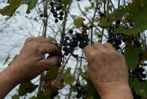 Hands picking fruit