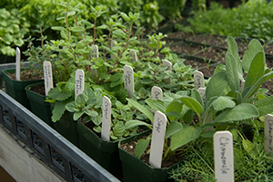 Herbs with sticks