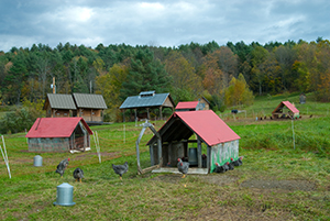 Poultry buildings